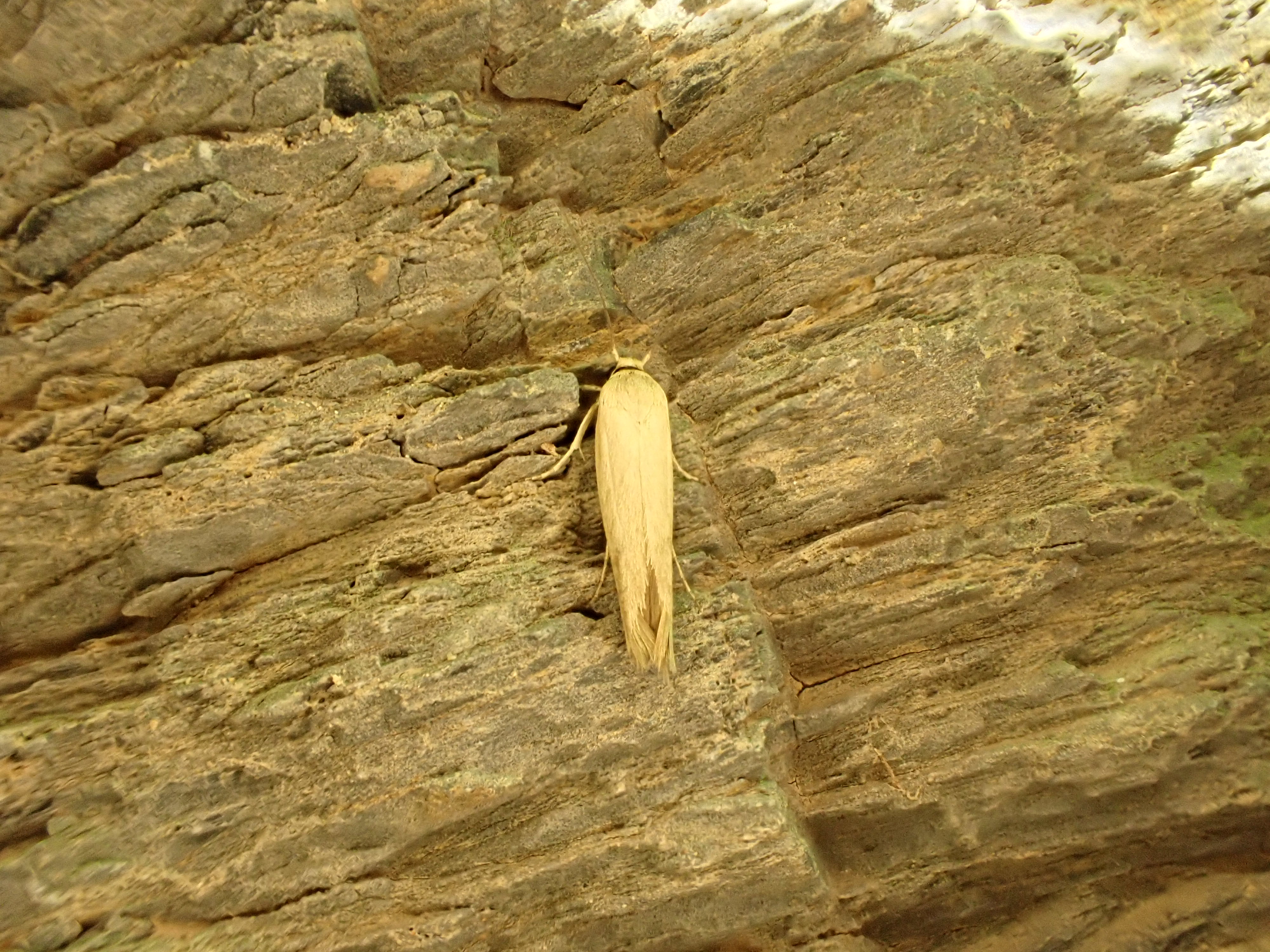 Scythris